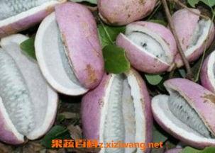 柚子和八月瓜能一起吃吗,食用搭配的适宜性探讨