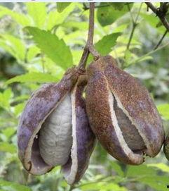 柚子和八月瓜能一起吃吗,食用搭配的适宜性探讨