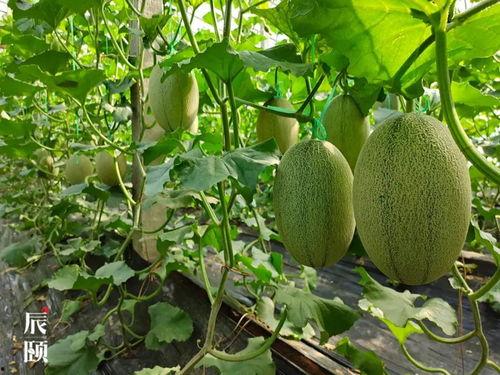 山东商务吃瓜,吃瓜群众揭秘行业风云