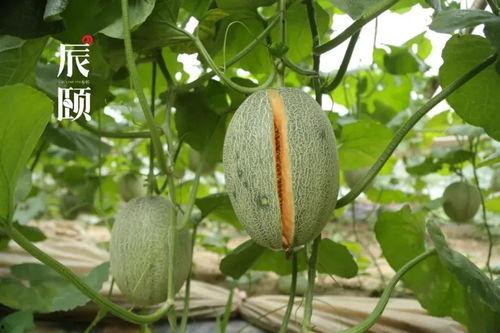 山东商务吃瓜,吃瓜群众揭秘行业风云