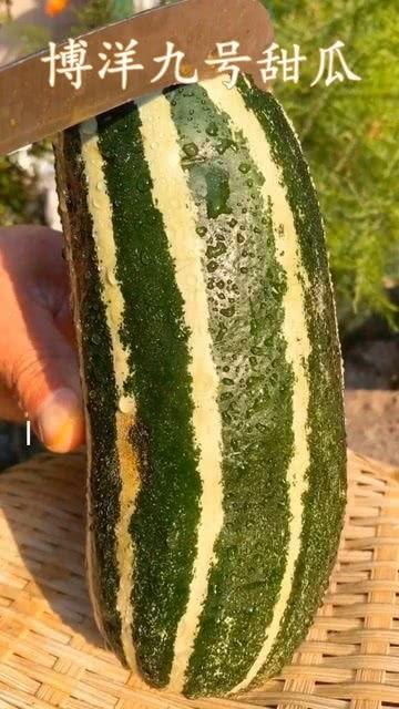 带你吃瓜南方莱,带你领略独特风味，一网打尽美食瓜界