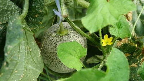带你吃瓜南方莱,带你领略独特风味，一网打尽美食瓜界