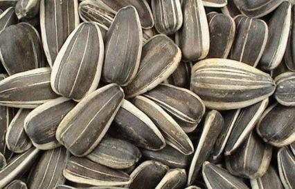 吃中药可以吃葵瓜么,食用搭配的注意事项