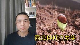 吃瓜的电梯男,揭秘校园里的神秘故事