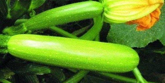 春天吃的什么瓜,探寻春天里的美味瓜果时光