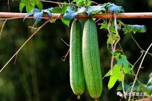 春天吃的什么瓜,探寻春天里的美味瓜果时光