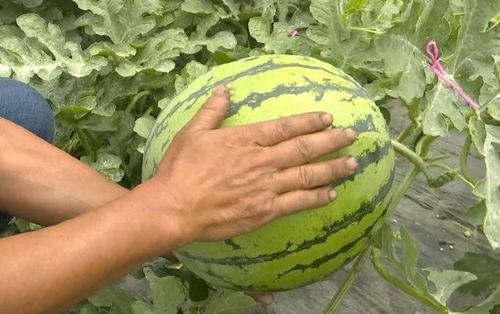 吃瓜群众快变绿,从围观到变绿的奇妙转变