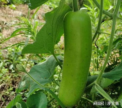 梦见吃瓠子瓜,瓠子瓜的寓意与启示