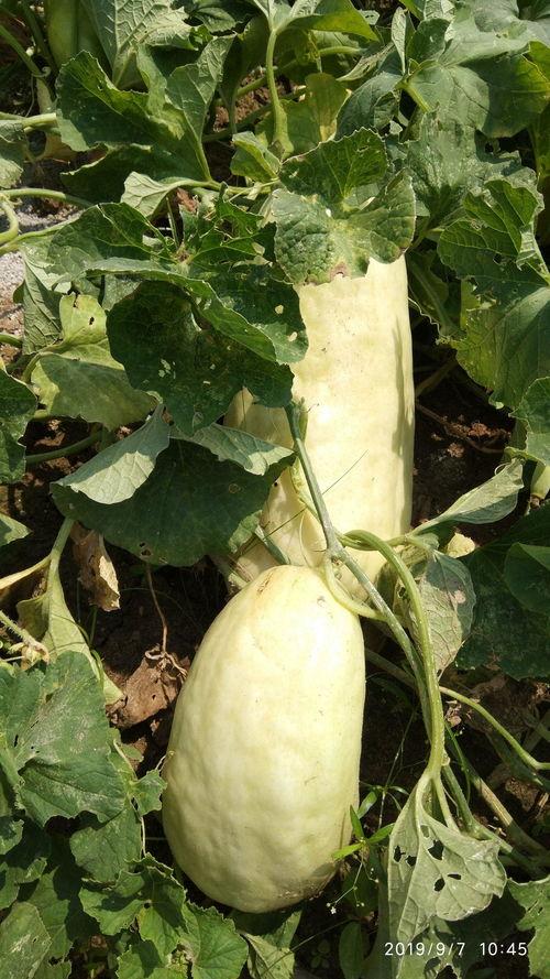 在吃瓜的拼音,揭秘“吃瓜”背后的故事