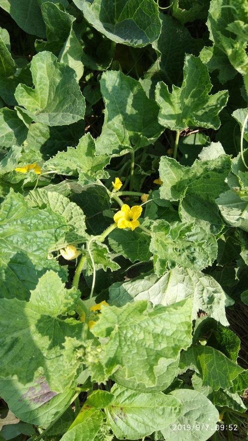 在吃瓜的拼音,揭秘“吃瓜”背后的故事