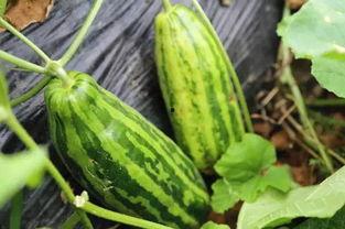 吃瓜就吃真瓜是啥意思,网络流行语的内涵与趣味