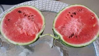 甘肃张掖吃瓜,探寻甘肃张掖的甜蜜之旅