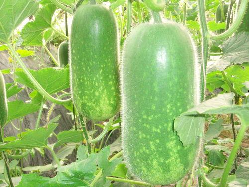 乂汰在线吃瓜,揭秘网络热点的背后真相