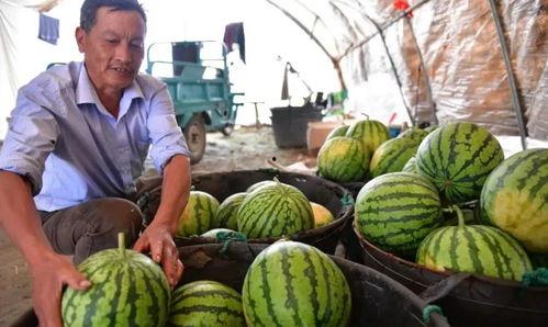 合肥吃瓜,一网打尽本地美食风情