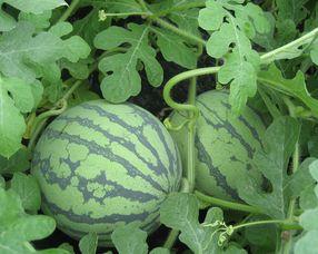 瓷瓜孕妇可以吃吗,安全与营养两不误