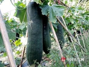 上林吃瓜,揭秘当地特色美食背后的故事