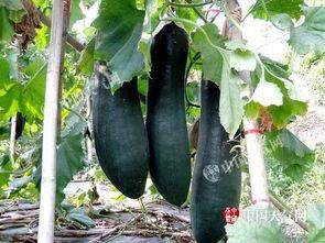 上林吃瓜,揭秘当地特色美食背后的故事