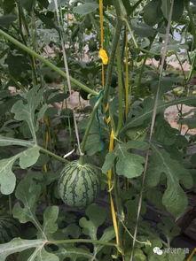 郑州吃瓜实时,街头巷尾热议不断，美食狂欢席卷全城