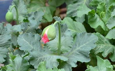 梦到吃长毛白瓜,探寻长毛白瓜的神秘寓意