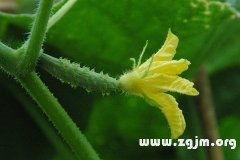 梦到吃长毛白瓜,探寻长毛白瓜的神秘寓意