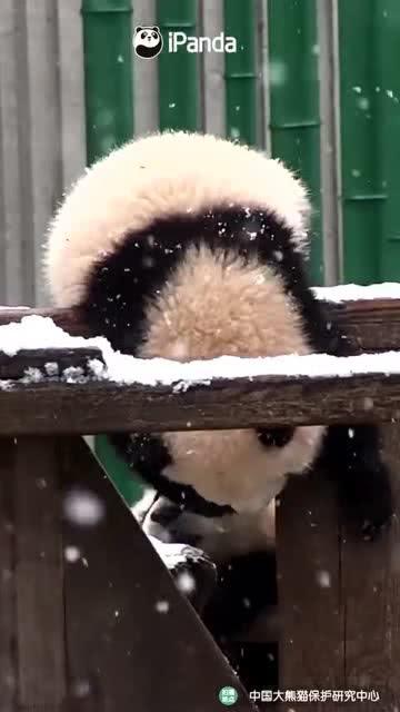 吃瓜小熊脱发,从脱发困扰到秀发重生