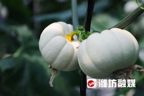 潍坊吃瓜最新,揭秘当地特色美食背后的故事