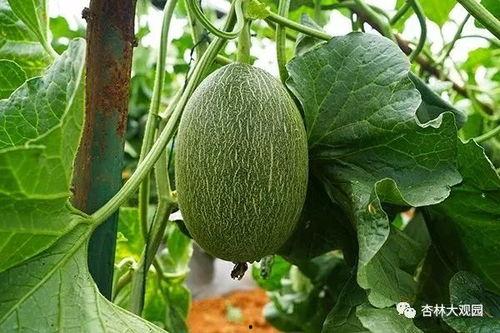 夏季瓜王怎么吃,解锁清凉夏日新享受