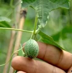 吃瓜有吐皮,品味生活百态