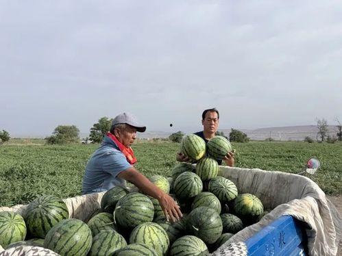 当阳吃瓜,一场夏日吃瓜盛宴的盛况