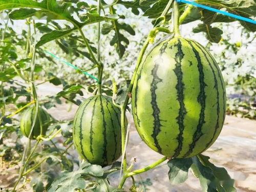 吃最甜的瓜是什么瓜,揭秘最甜瓜子的秘密