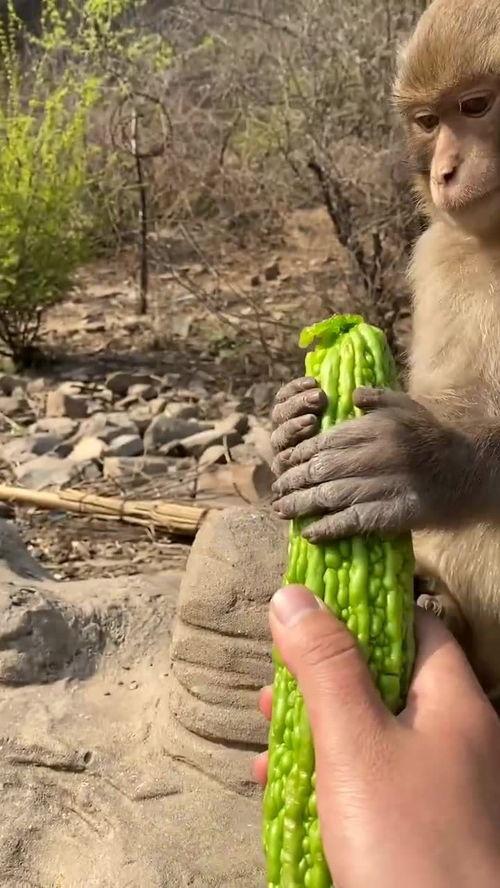 猴子吃山瓜,森林中的美味奇遇