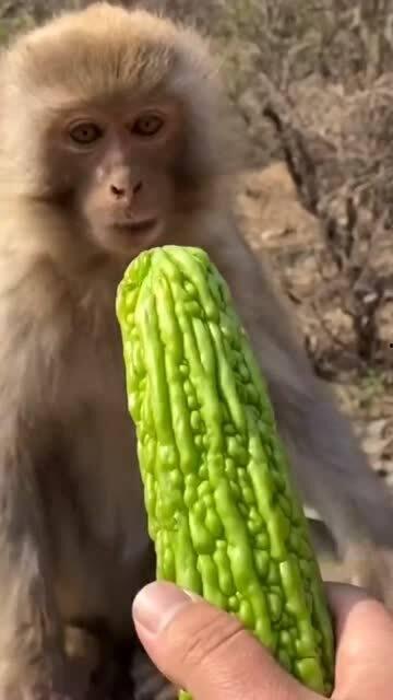 猴子吃山瓜,森林中的美味奇遇