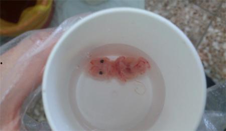 药流后吃角瓜,助康复养生的饮食秘诀