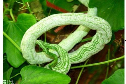 吃蛇瓜,舌尖上的异域风情