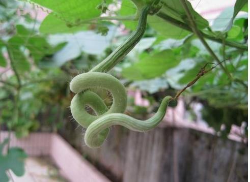 吃蛇瓜,舌尖上的异域风情