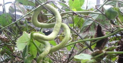 吃蛇瓜,舌尖上的异域风情