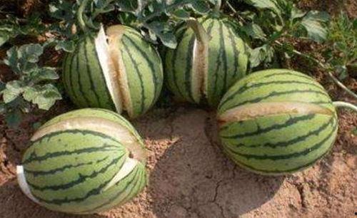 汪柴吃瓜什么寓意,揭秘娱乐圈背后的真相与寓意