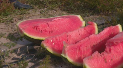 急需吃瓜视频,紧急！揭秘热门吃瓜视频背后的惊人真相！